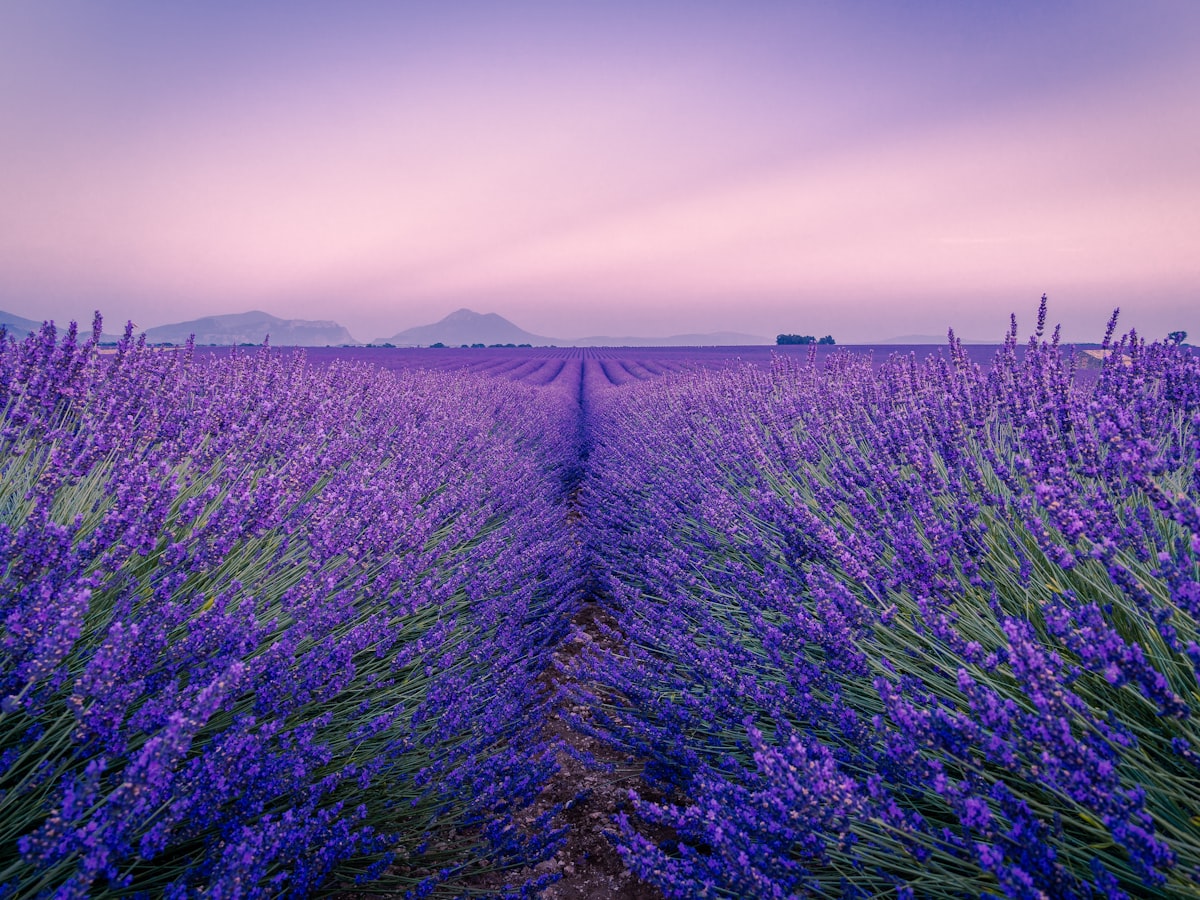 Clary Sage Essential Oil