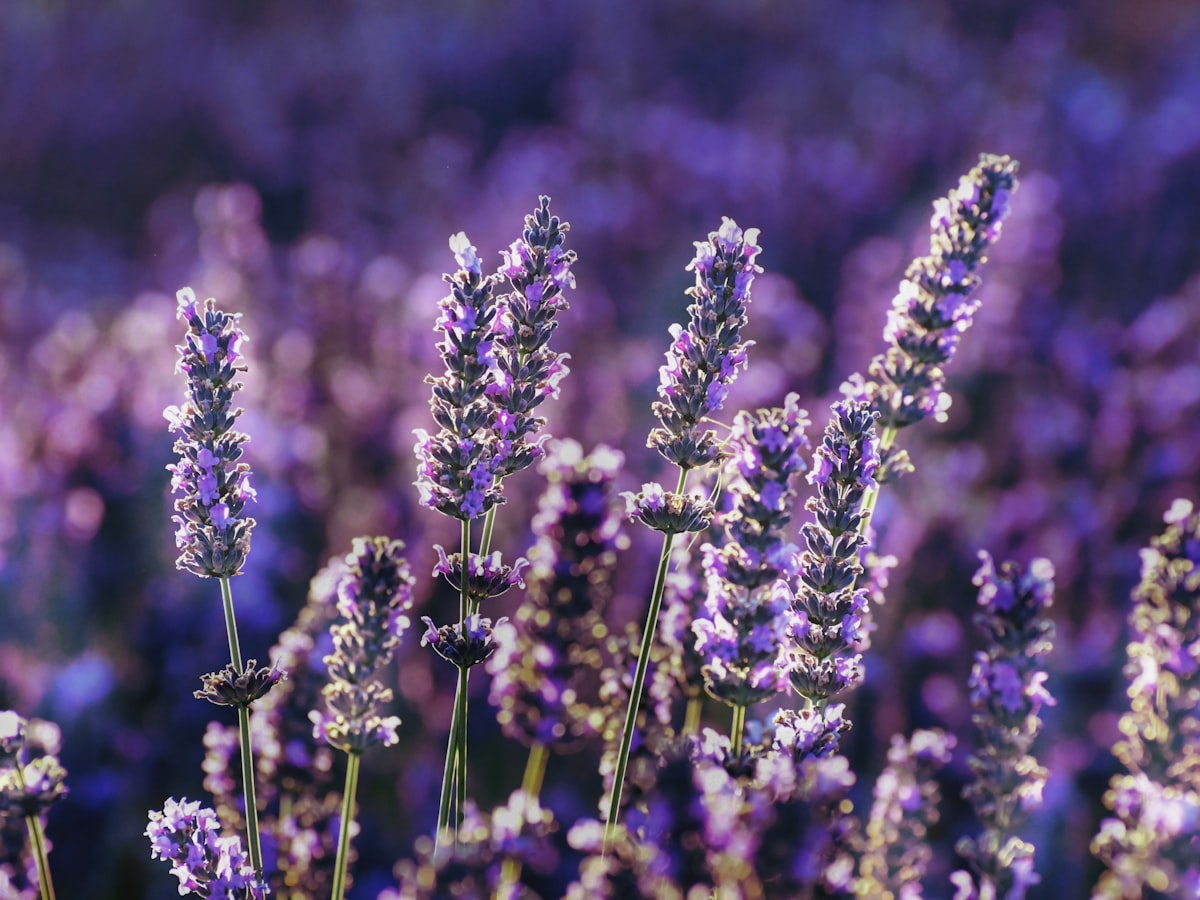 Ätherisches Lavendel-Öl (Single Origin)