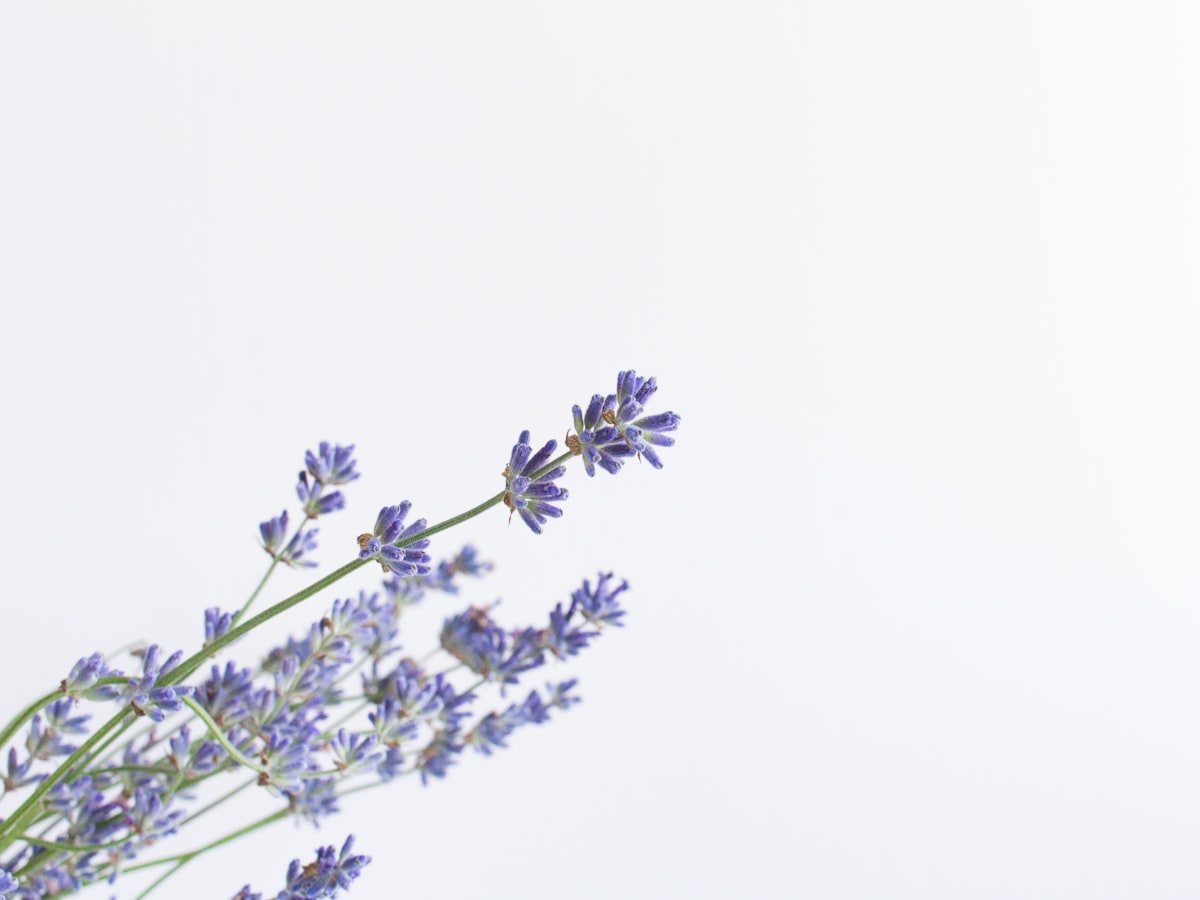 Rose Otto Essential Oil